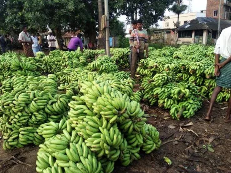 Banana prices will increase