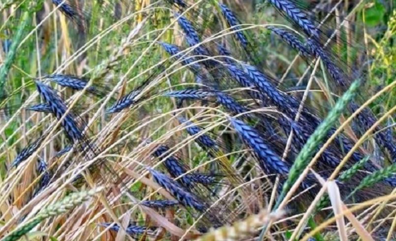 Farming of blue wheat
