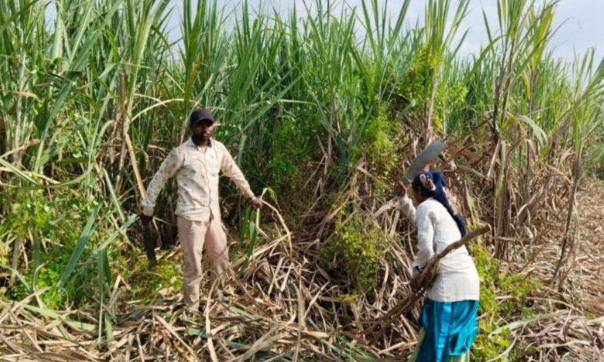 laborers for sugarcane cutting
