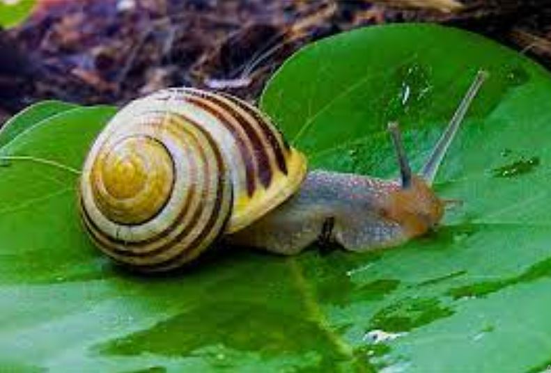 Tension over snail farmers