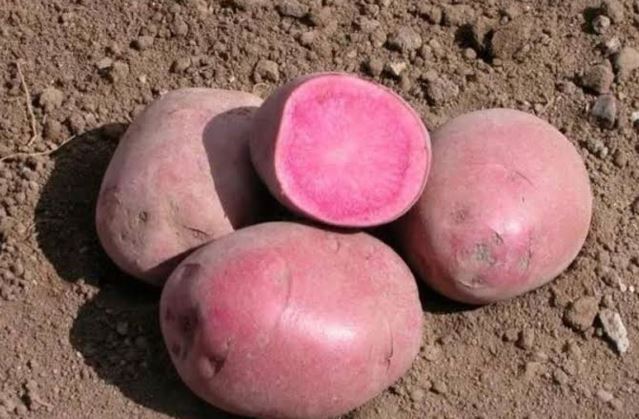 Profits In Pink Potato Farming