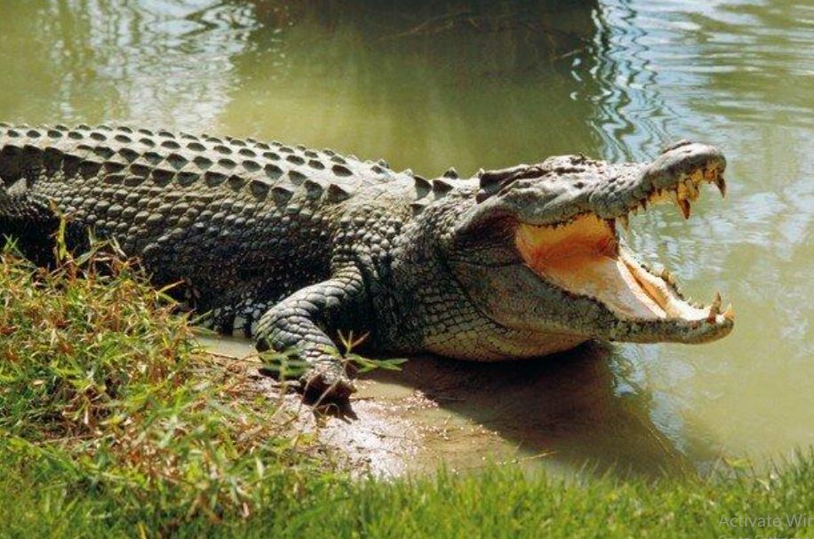 Crocodiles are farmed