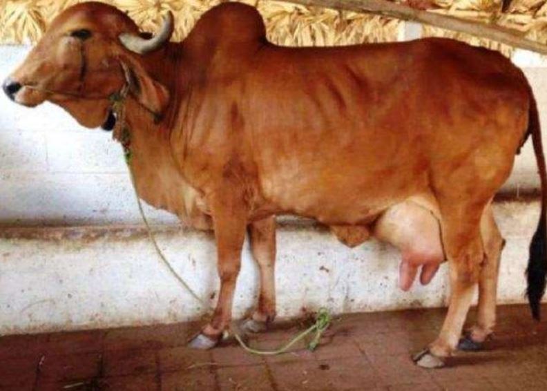 Scientists have developed a 'desi clone' of Gir cow