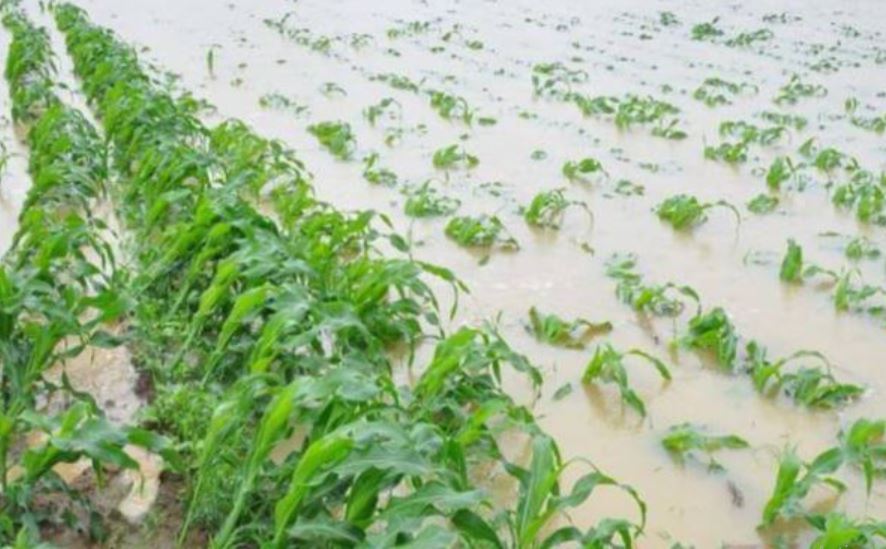 farmers suffered losses heavy rains