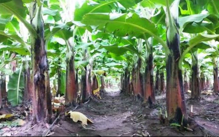 Farmers came together make village banana hub