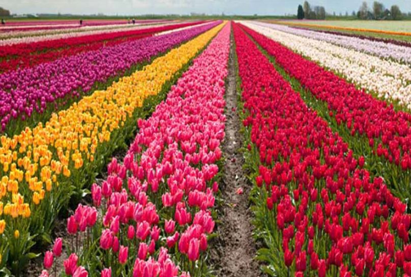 tulip garden filled with the fragrance of 16 lakh flowers