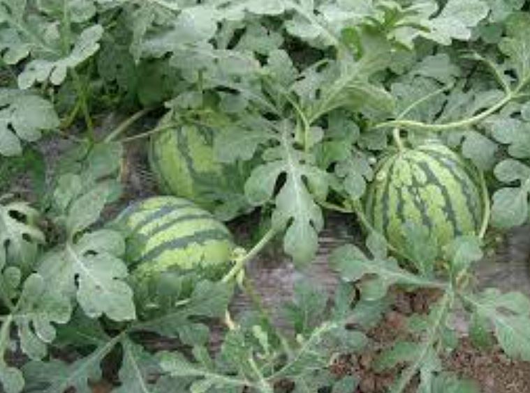 Melon Cultivation and Management