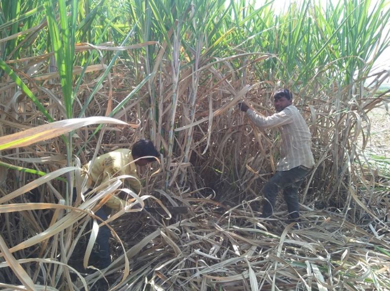 Gopinath Munde Sugarcane Cutting Labor Corporation