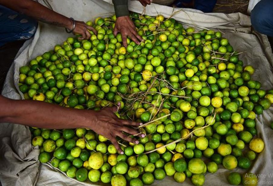 Improvement in lemon prices due to increasing demand