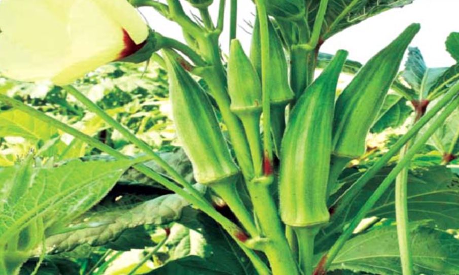 okra cultivation management