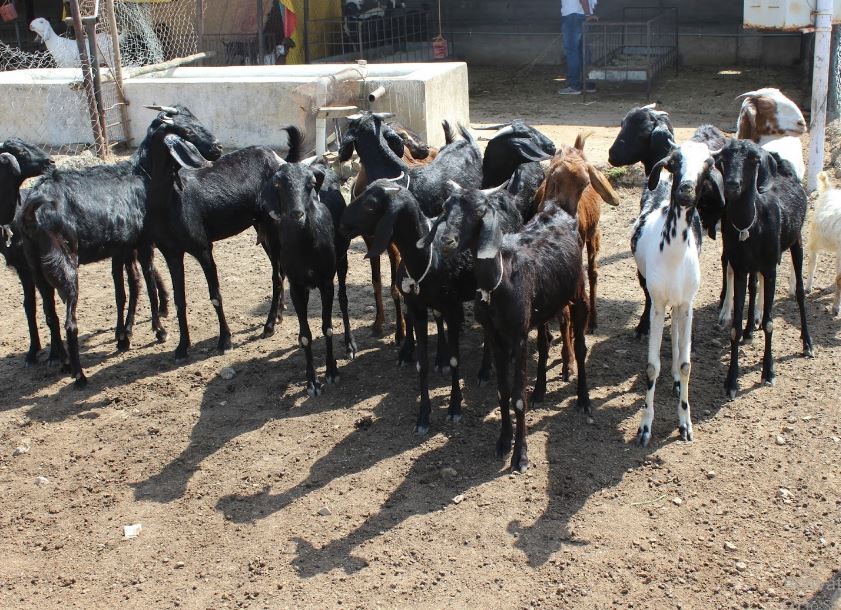Osmanabadi goat farming