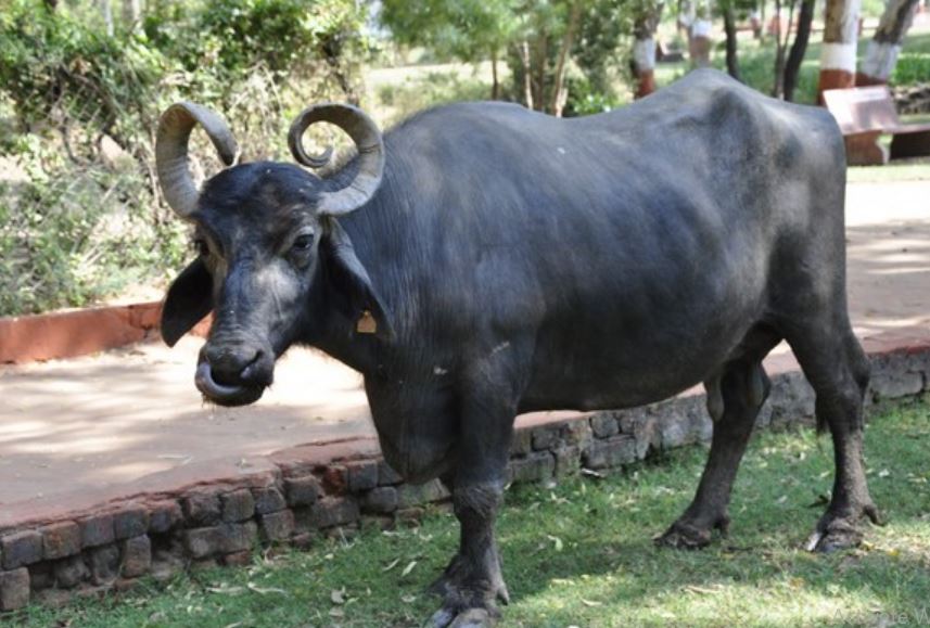 Scientists discover technology to produce highest milk yielding buffalo