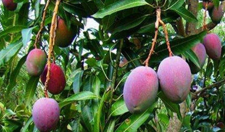 most expensive mango in the world
