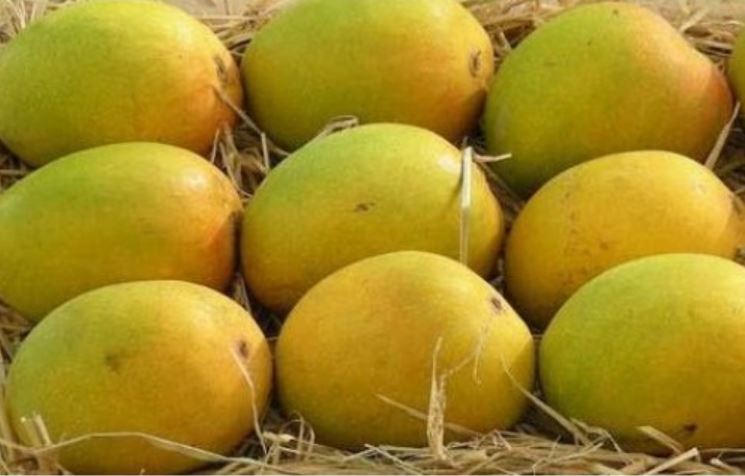 Hapus mango production reduced