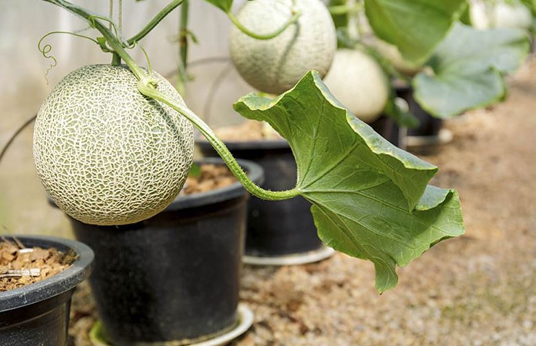 Plant melon in this month