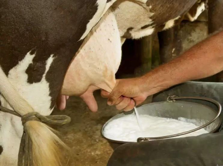15-20 percent decrease in milk production (image google)