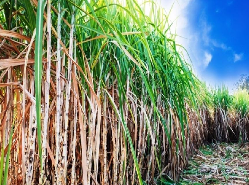 Increase in sugarcane area (image google)