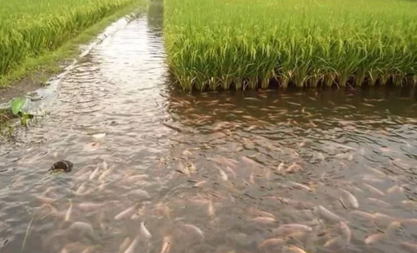 Combine fish farming with paddy farming