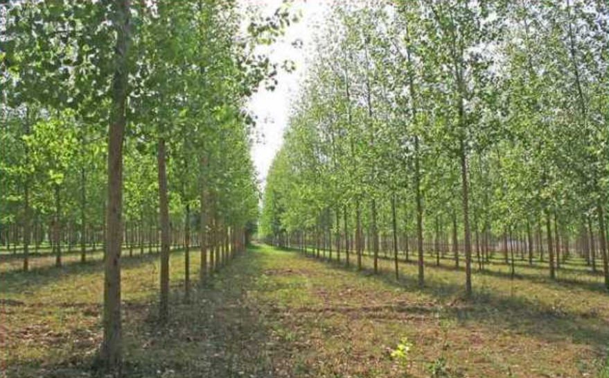 tree will change the fate of farmers (image google)