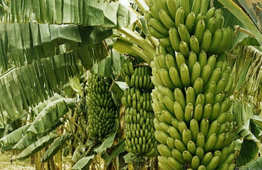 Banana producers will get 50 percent subsidy