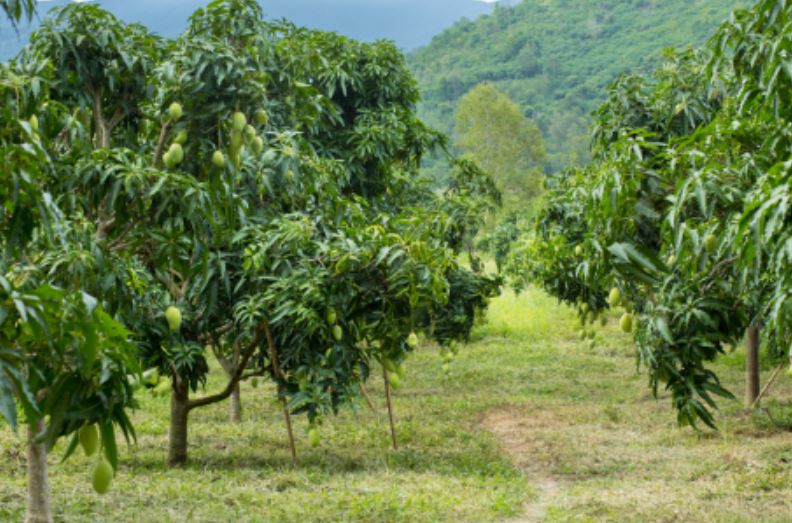 aim is to plant orchards on 60 thousand hectares