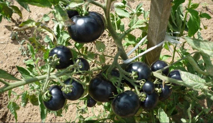Black tomato will increase farmers' income