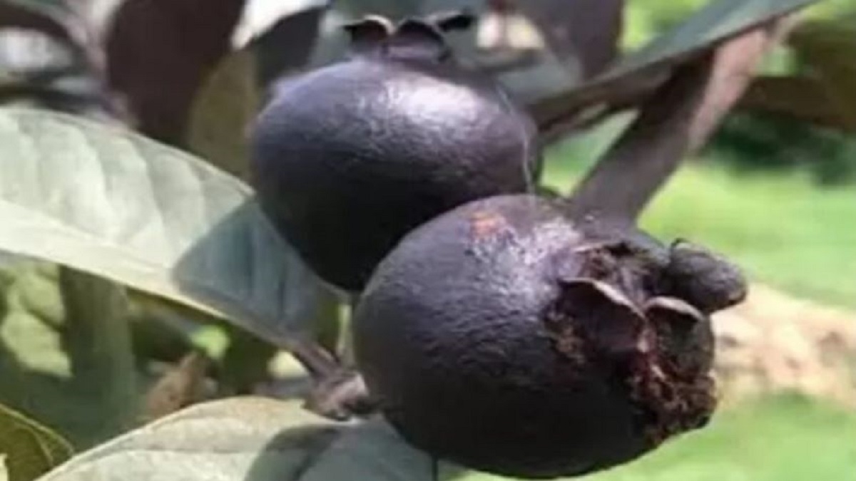 Black guava is becoming beneficial (image google)