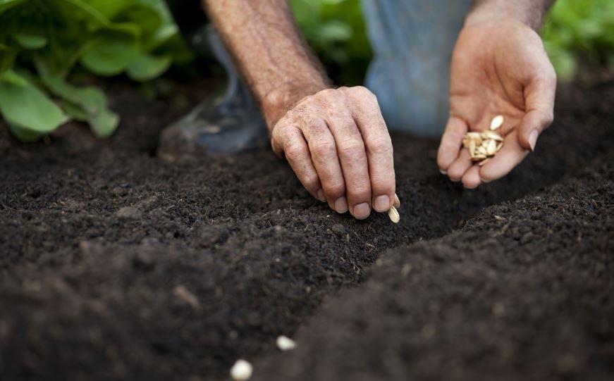 free seeds to farmers (image google)