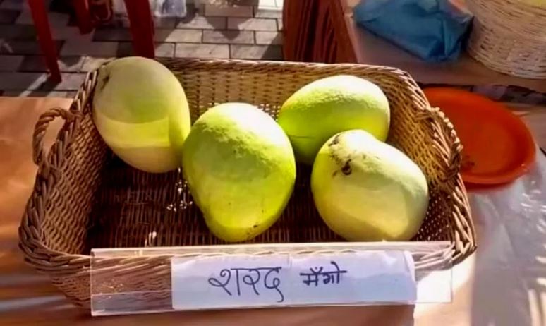 farmer gave the mango the name of Sharad Pawar (image google)