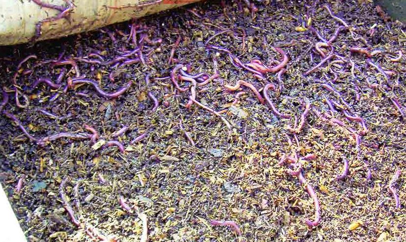Earthworm Farming (image kisanraaj)