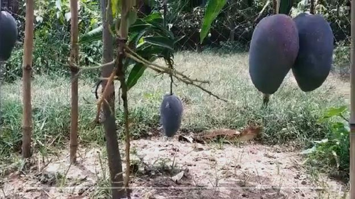 cultivating the most expensive mango