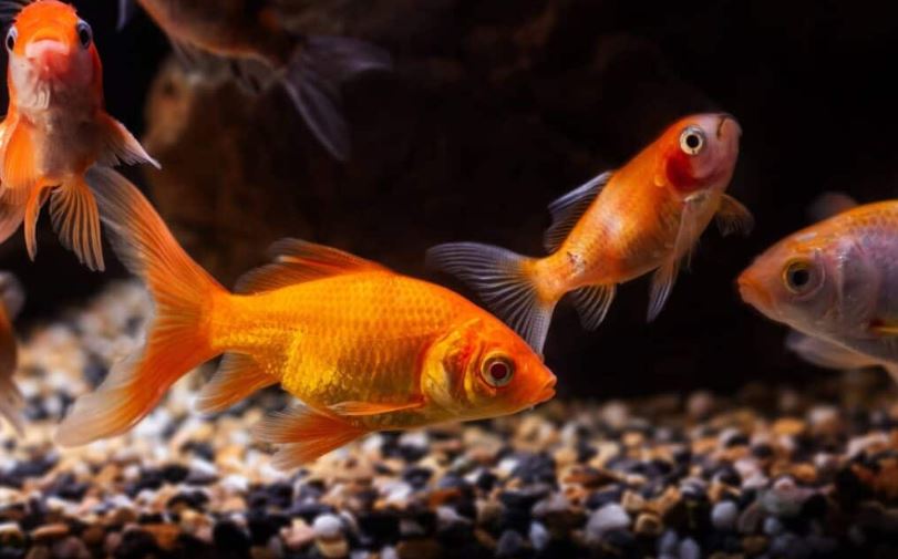 Gold fish business (image google)