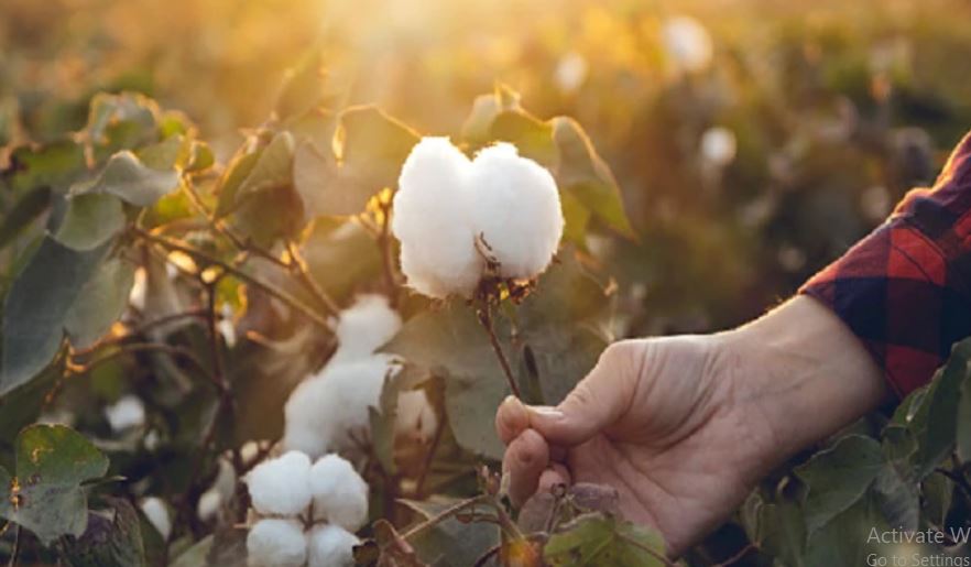 selecting cotton variety (image google)