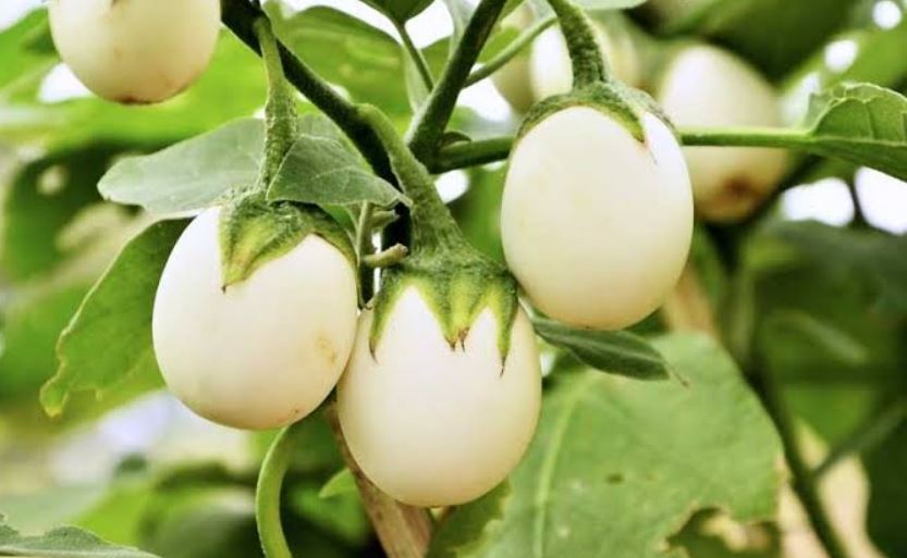 White brinjal (image google)