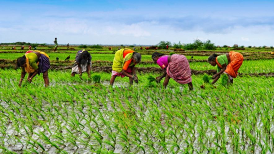 rice farming (image google)