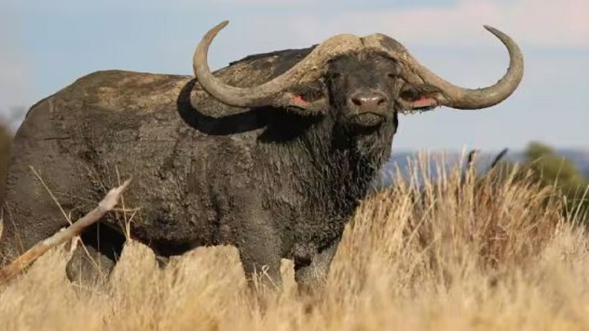 World's most expensive buffalo (image abplive )