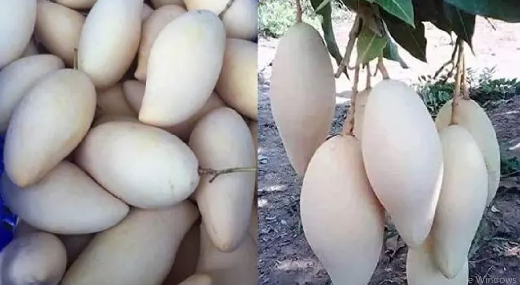 white mango (image google)