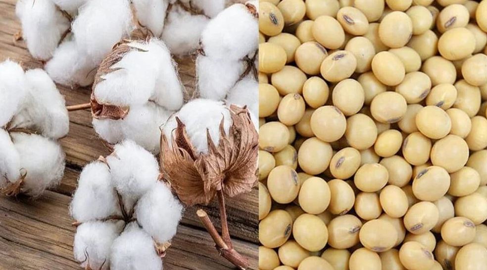 Increase in guaranteed price of cotton and soybeans (image google)
