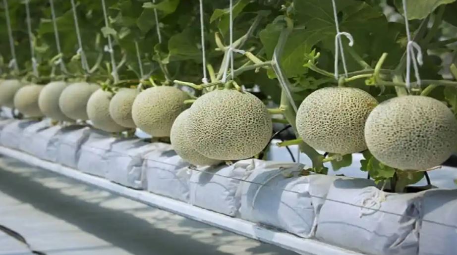 most expensive fruit in the world (image google)