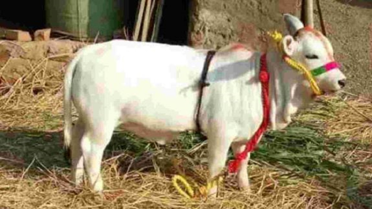 smallest cow 'Punganur (image google)