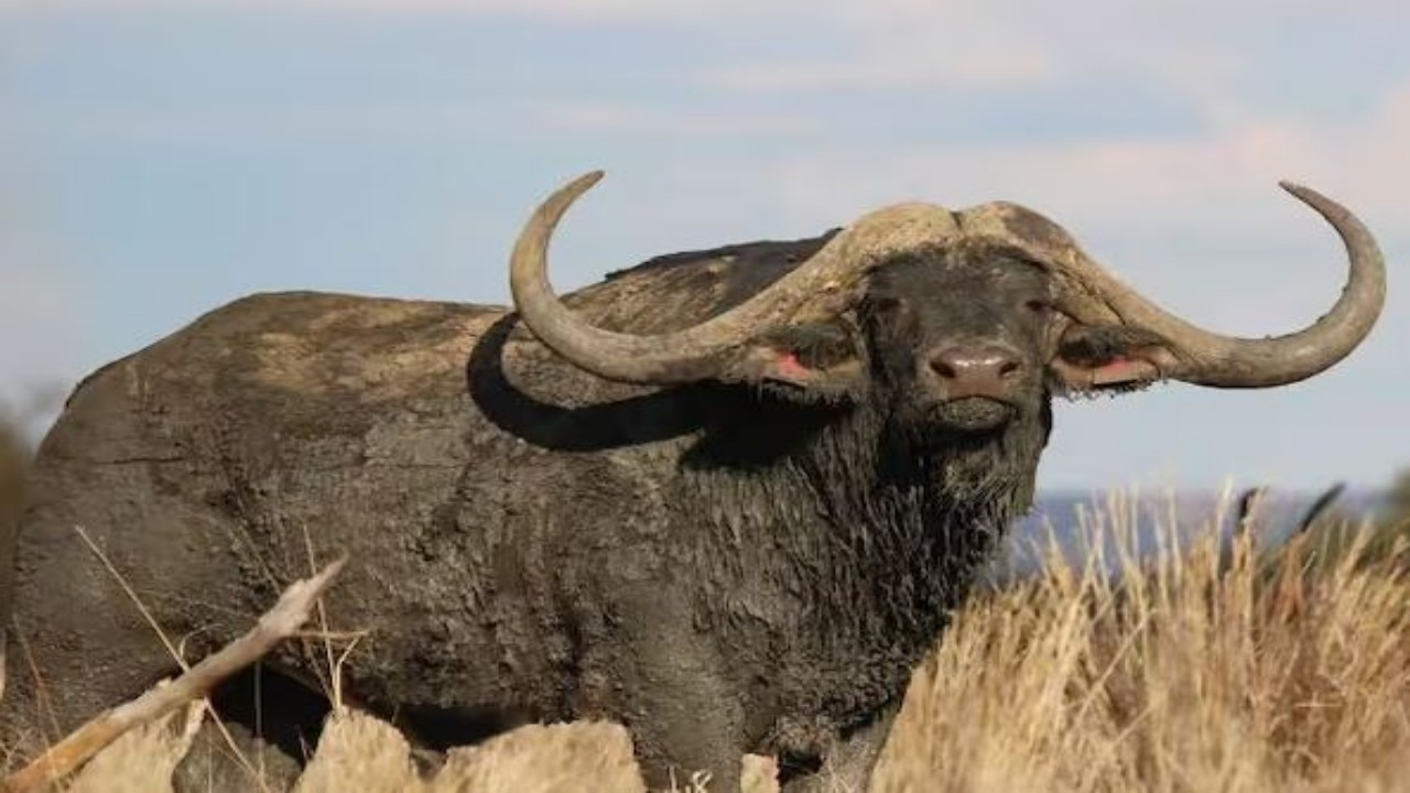 unique buffalo