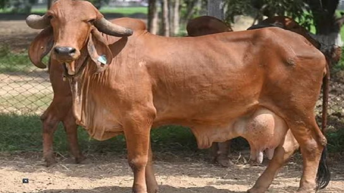 three breeds of cows (image google)