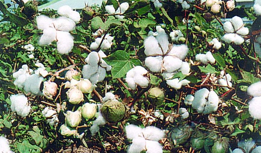 cotton (image google)