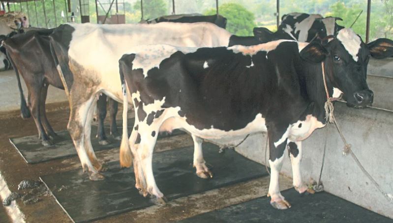 Demand Rs 75 per liter for cow milk and Rs 750 per liter for buffalo milk (image google)