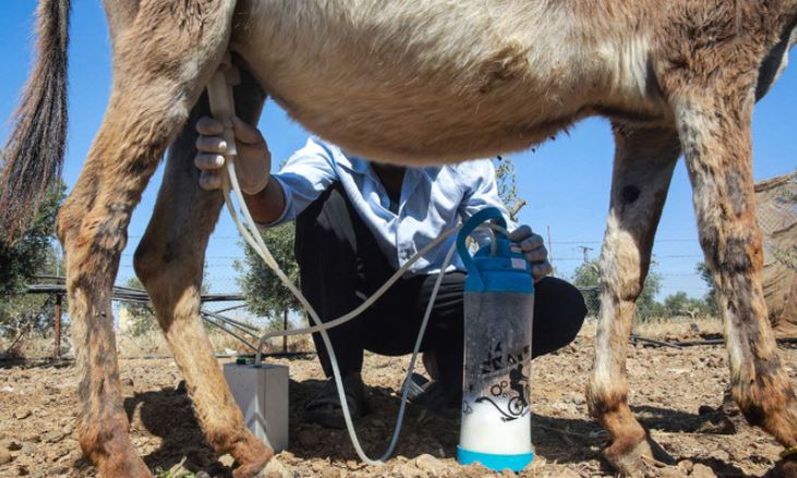 sold donkey milk for 5500 rupees a liter (image google)