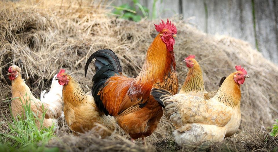 Farmers take care of chickens (image google)