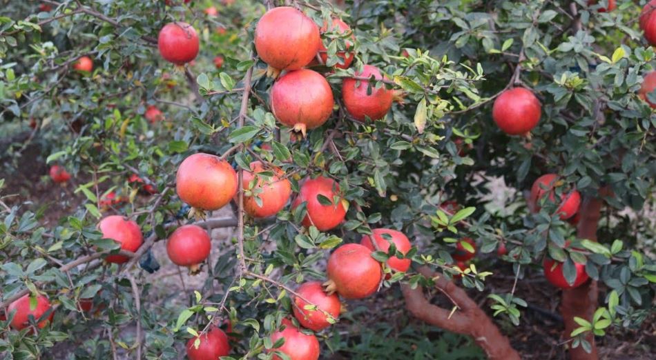 pomegranate (image google)