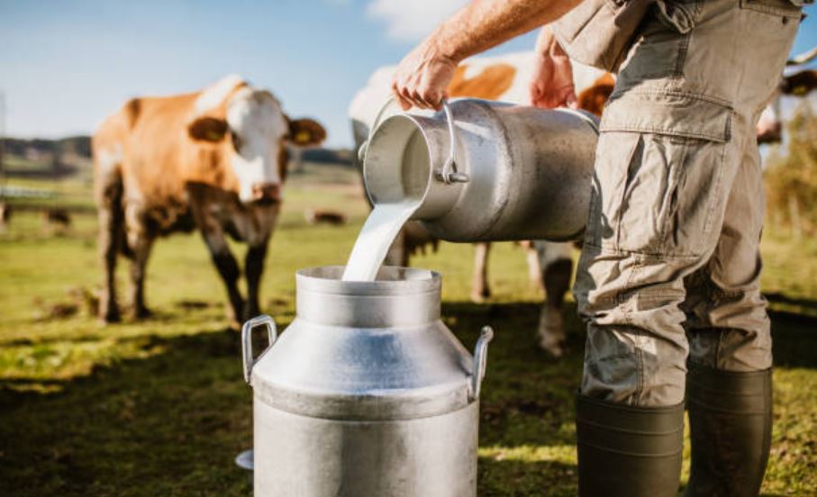 Cow milk prices fall (image google)