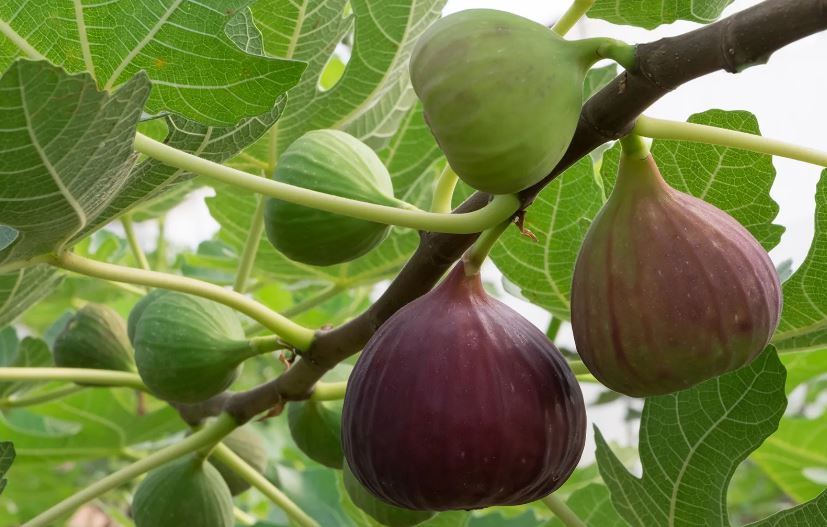 farm figs (image  google)