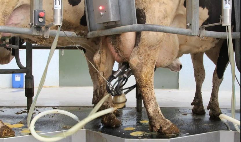 milking machine (image google)